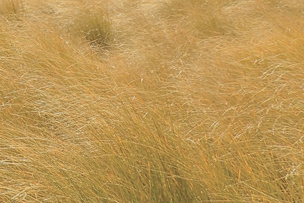 tussock