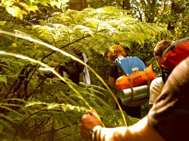 native bush and adventure therapy