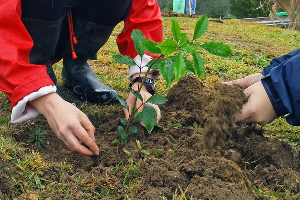 primary tree planting wio site environmental conservation