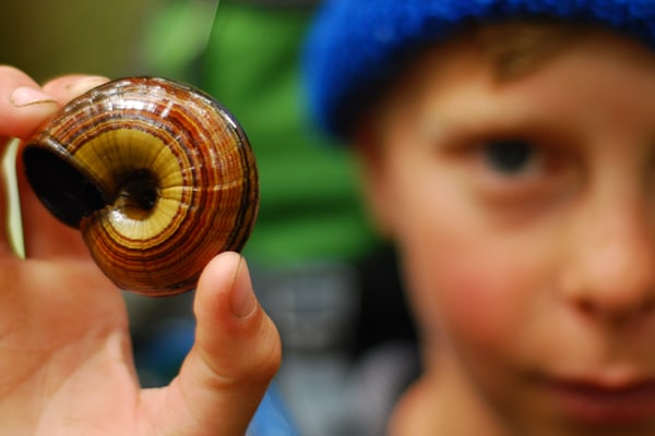 powelliphanta shell