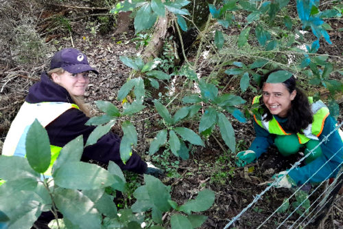 two students crouched down to weed away chinese privet