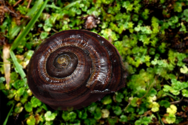 powelliphanta snail on the forest floor