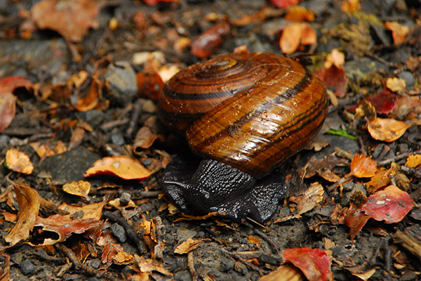 powelliphanta snail on the forest floor