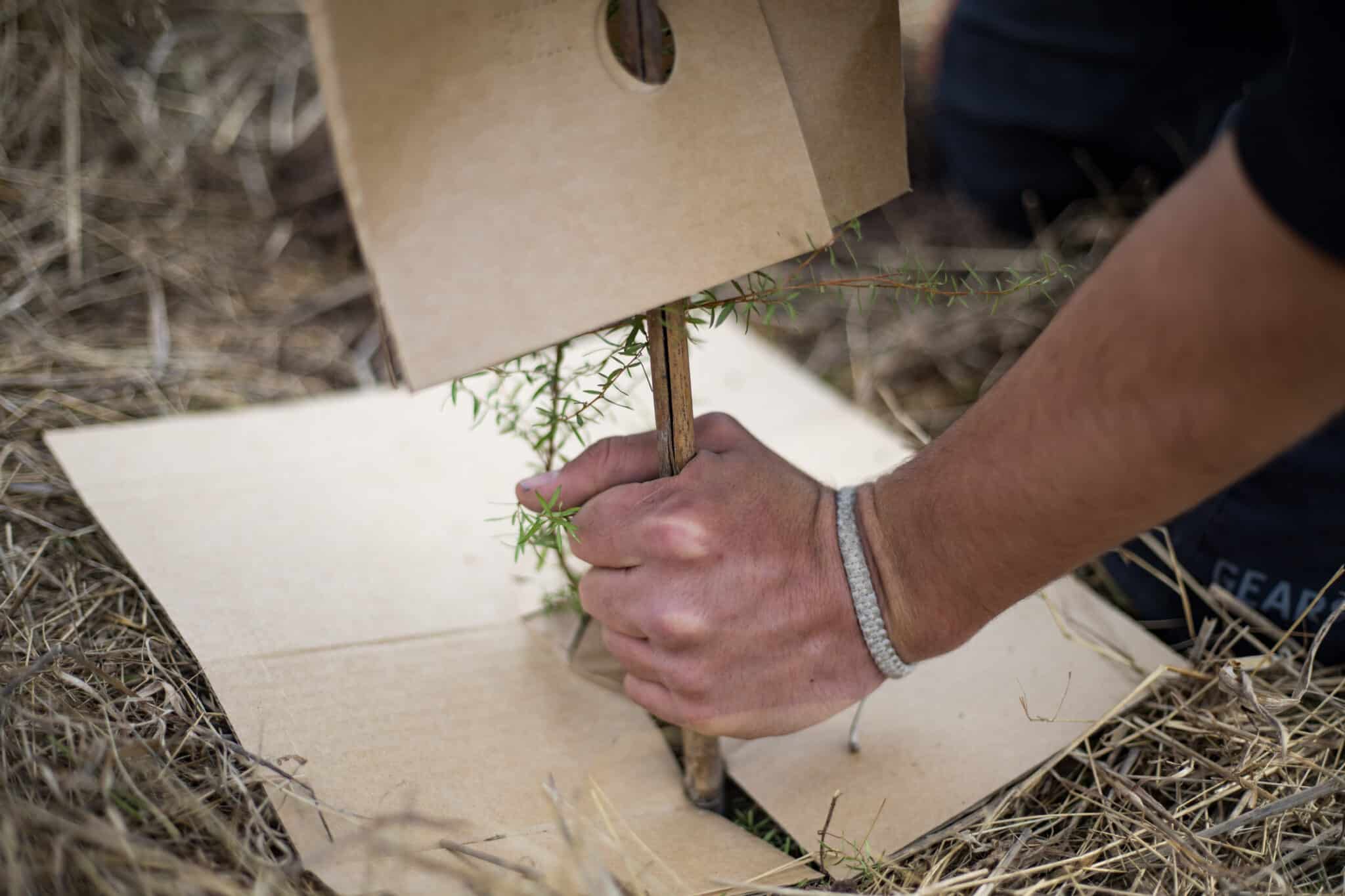 a close up of a hand planting a small native seedling into the ground