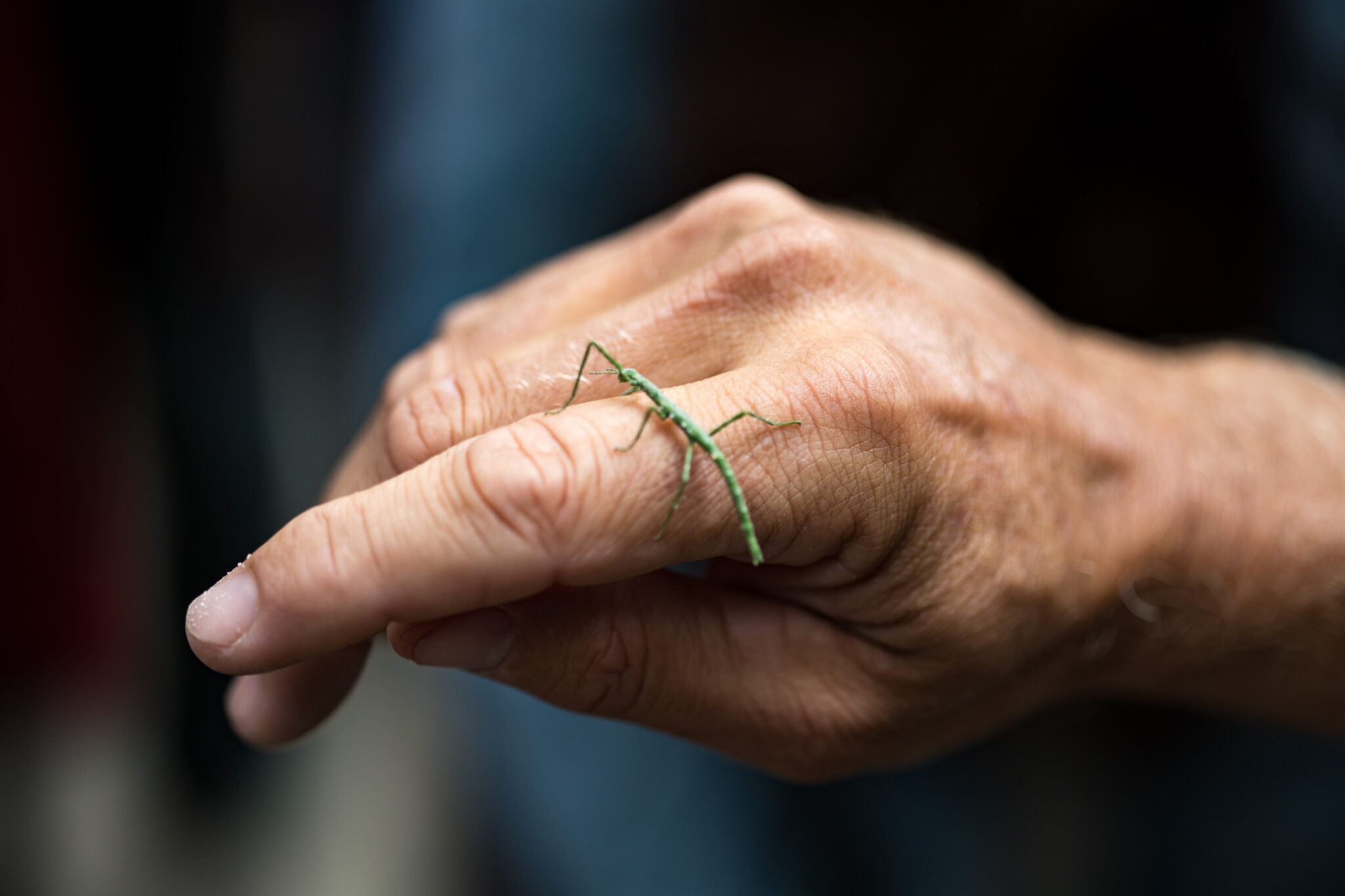 Close up of a hand with a baby praying mantis on it